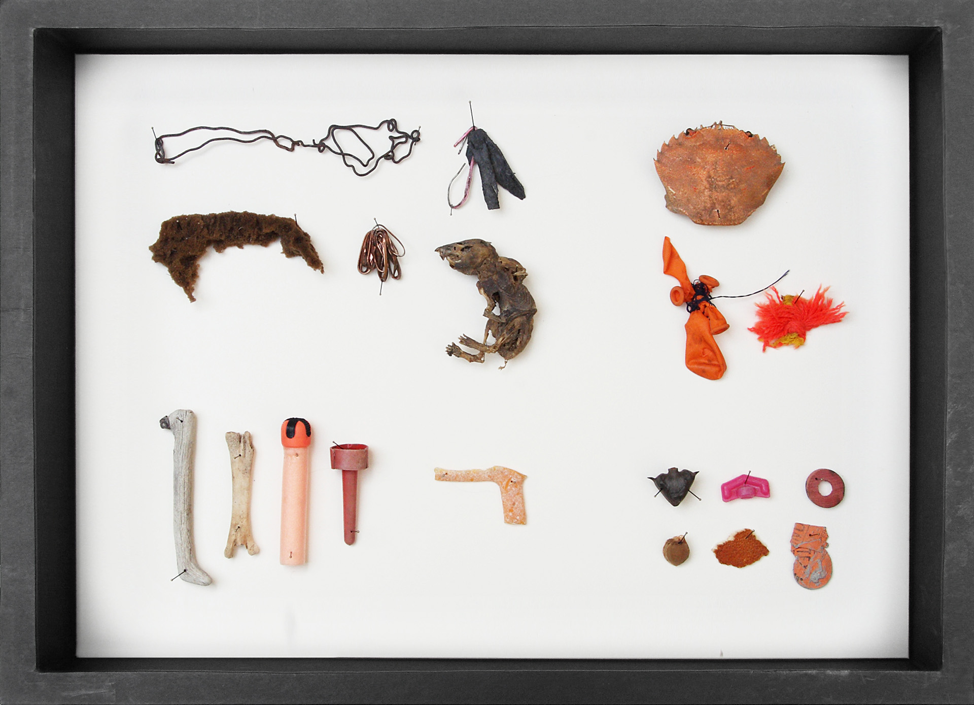 Edith Payer | Sloanes Agony | Sammelobjekte in Schaukästen | work in progress seit 2011 | 40 x 30 x 9 cm | Box 22 | Galerie3
